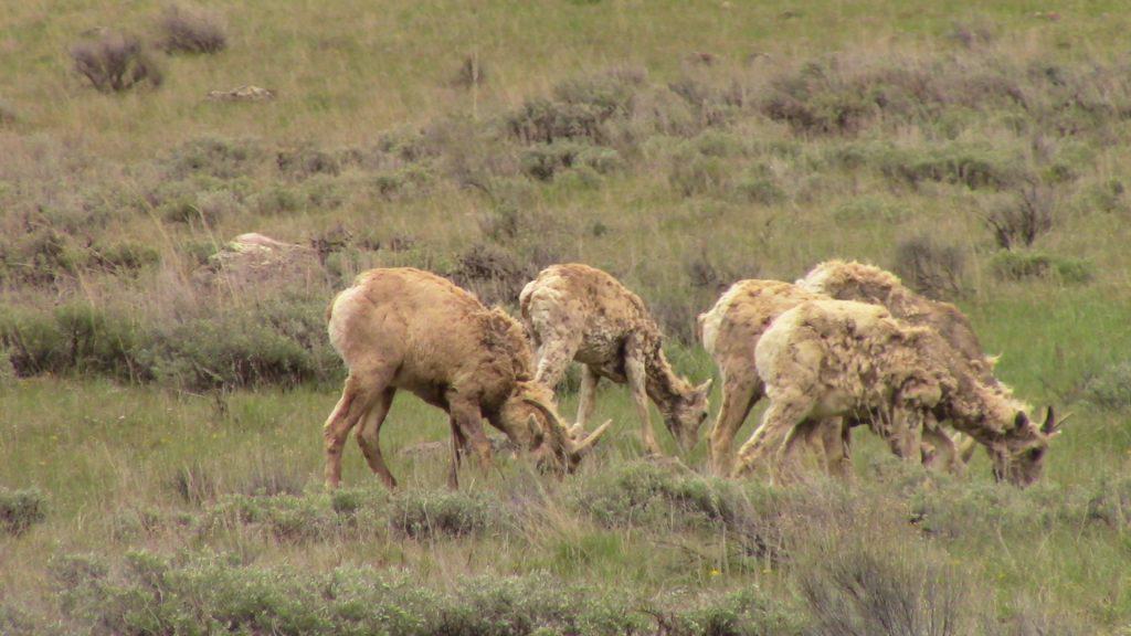 A herd of bighorn sheep graze on a mountainside.
