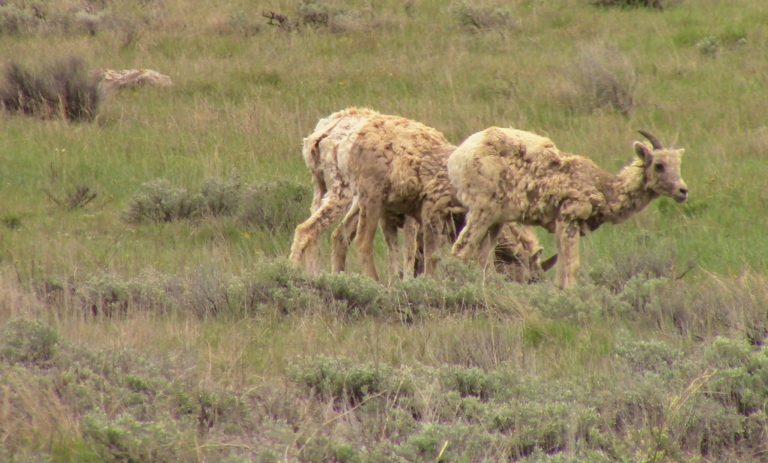 Three bighorn sheep eat grass on a mountainside, one pausing to look up.