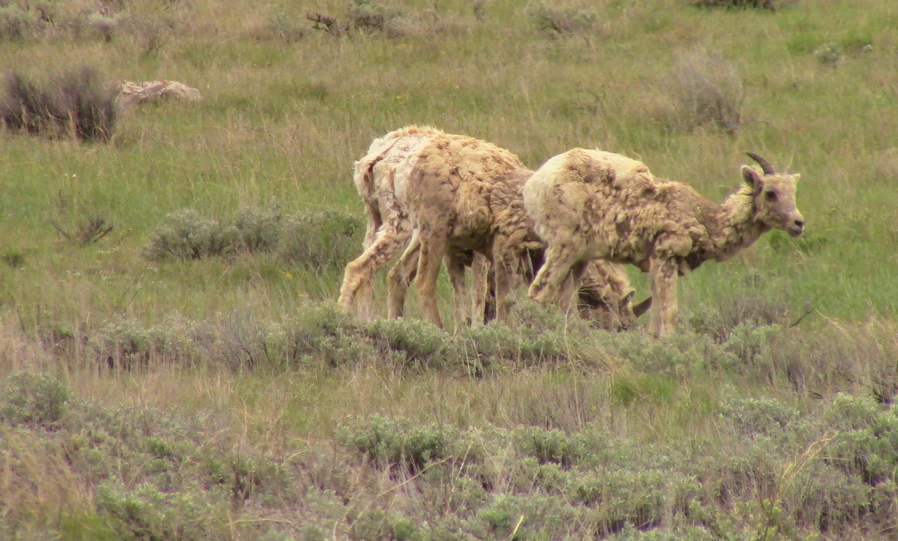 Three bighorn sheep eat grass on a mountainside, one pausing to look up.
