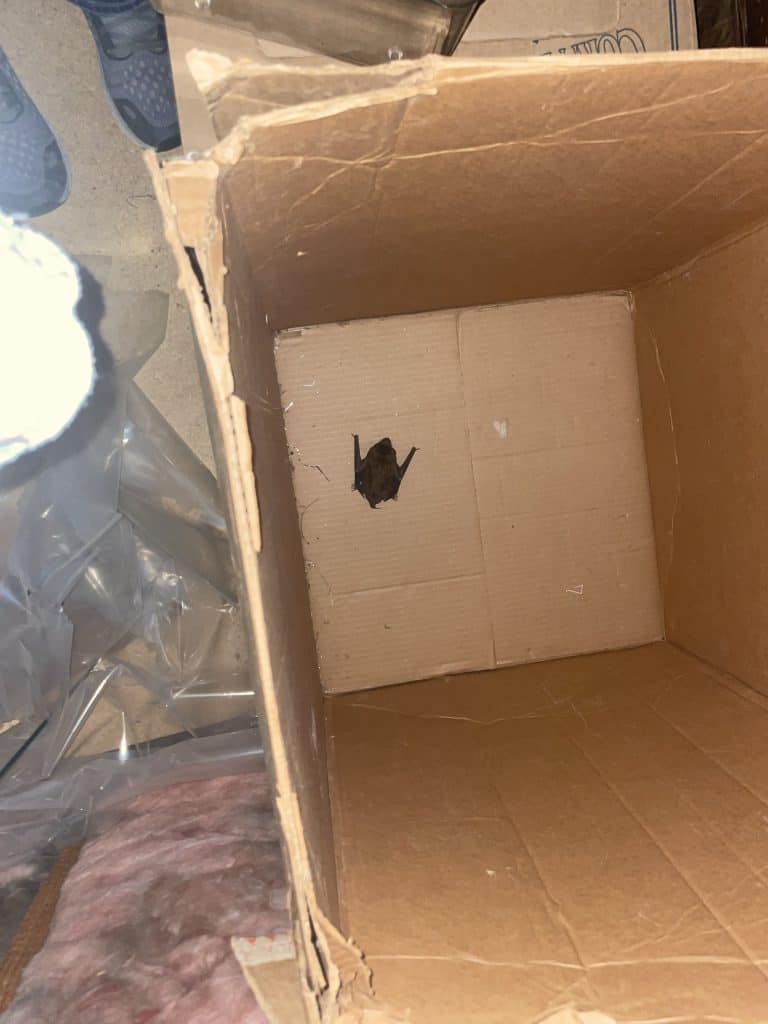 A bat sits in a large cardboard box.