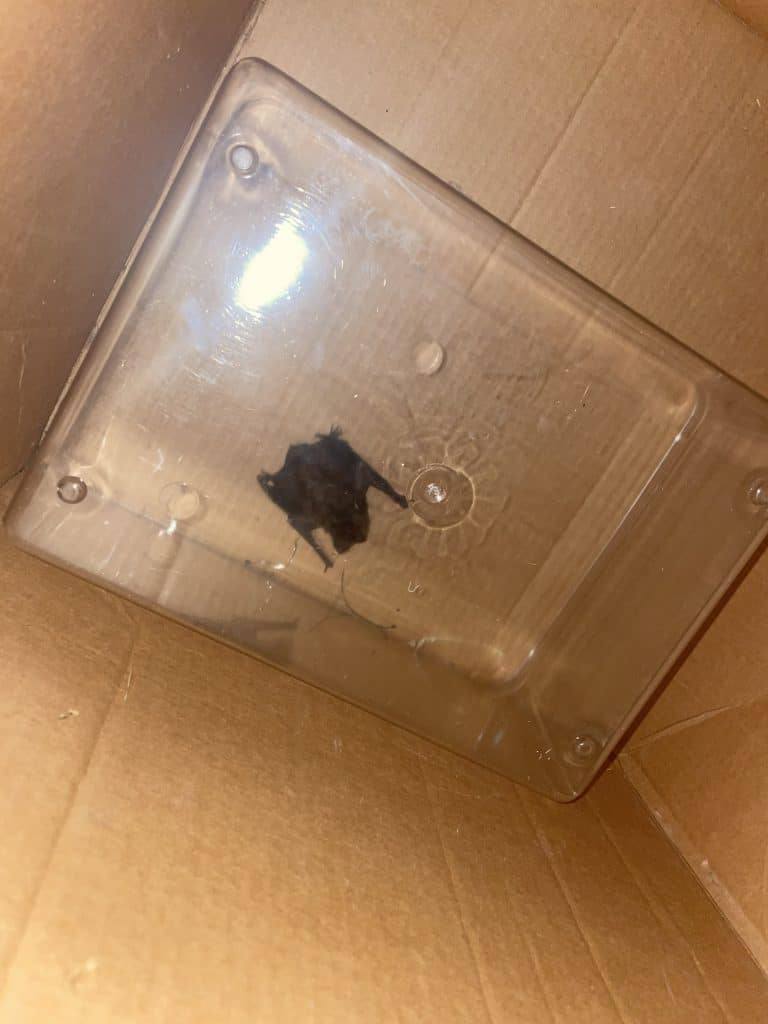 A small bat sits in a box.