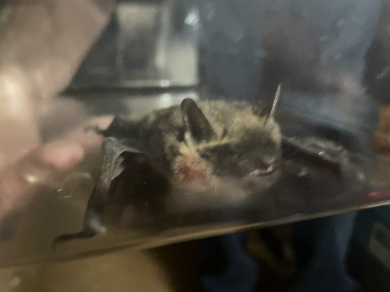A bat peeks out from a clear box.