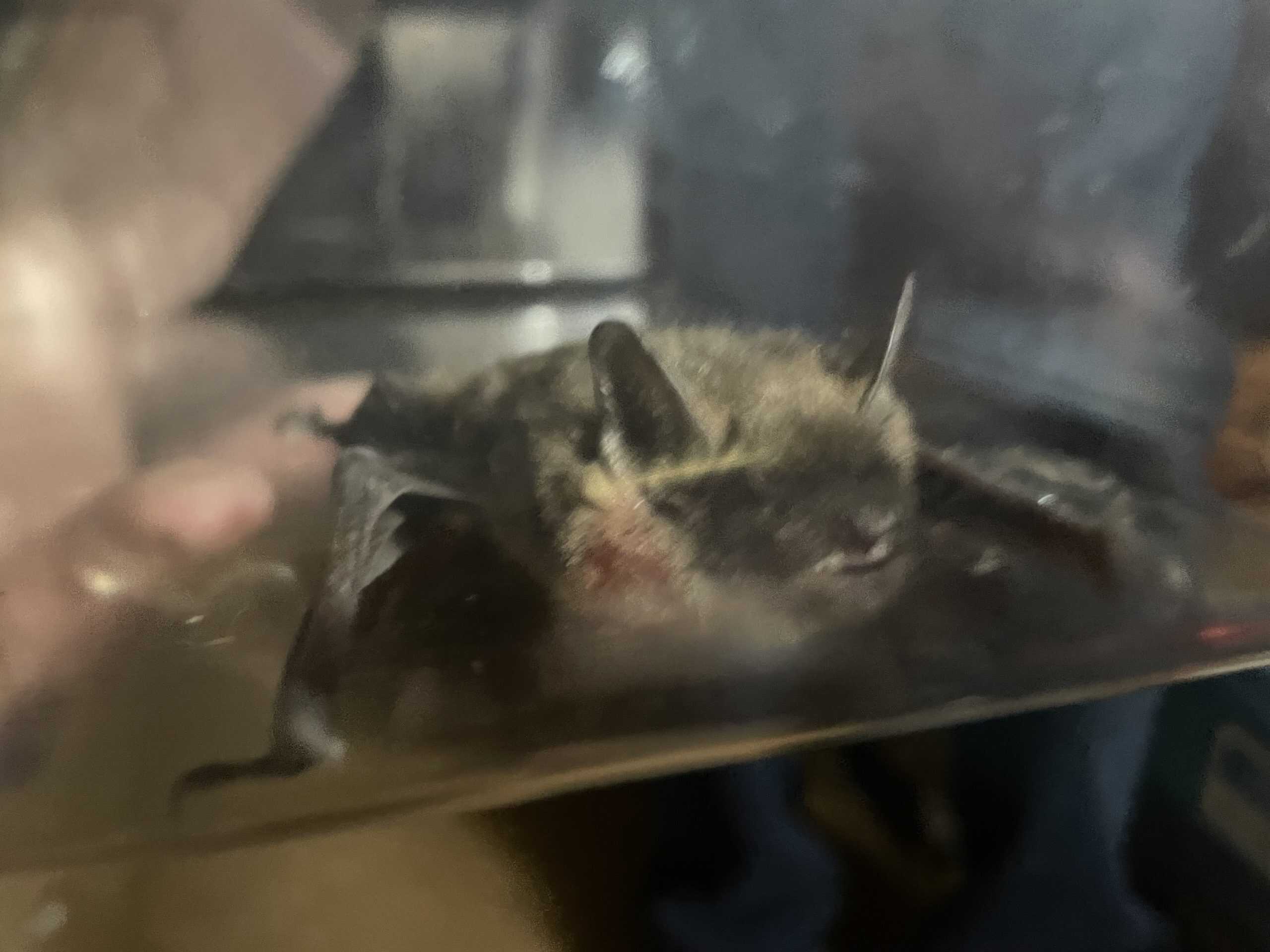 A bat peeks out from a clear box.
